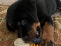 bubba 5